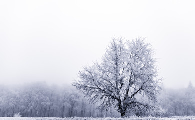 gefrorene Winterlandschaft