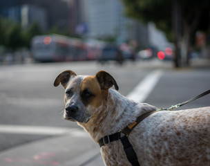 Dog on Leash in San Francisco