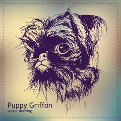 Pen graphics vector puppy griffon drawing