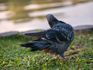 close up of pigeons bird standing