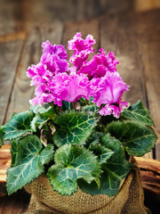 cyclamen in the pot in the bag on wooden background