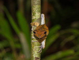 Little cute yellow frog sitting in the front view on the small tree on a dark background