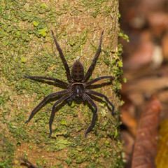 Spider with dark hair sitting on a tree bark (Indonesia)