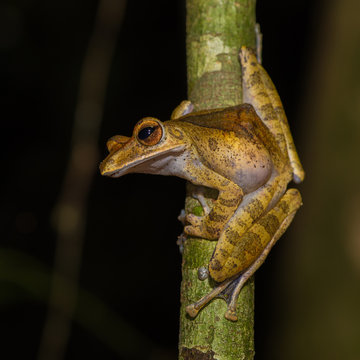 Little cute yellow frog with big eyes sitting in profile on a thin tree on a dark background