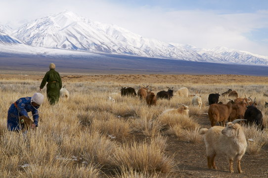 Nomadic Mongolian in winter, Province of Khovd, Mongolia