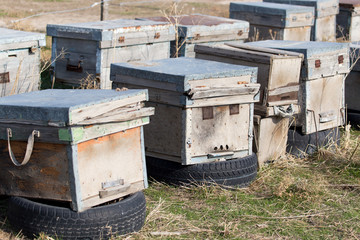 the old beehive bees