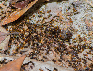 Many ants with yellow ass briskly moved along the ground (Indonesia)