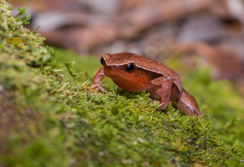 Red and orange frog sitting on a moss - front view (Indonesia)