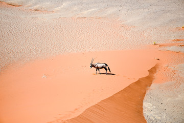 oryx on sand