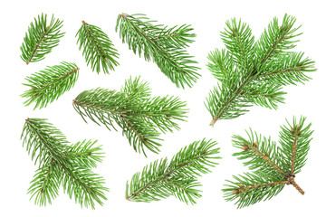 Fir tree branch isolated on white background