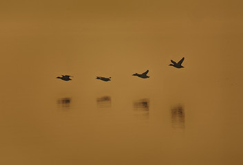 gabbiani in volo tramonto