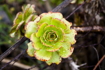 aeonium ciliatum