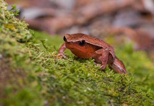 Red and orange frog sitting on a moss - front view (Indonesia)