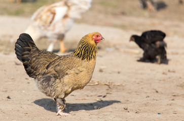 chicken on the nature