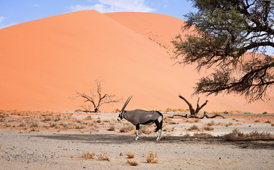 oryx on sand