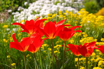 Tulpe rot - tulips in red colours