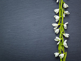 Beautiful fresh snowdrops on dark background