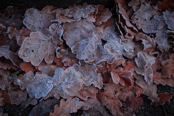 The winter is coming! Beautiful leaves covered with white frost
