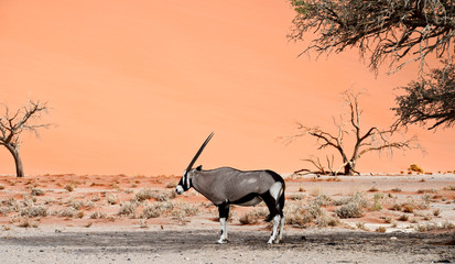 oryx on sand