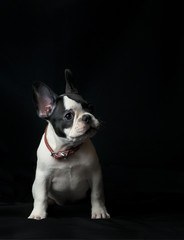 Puppy of french bulldog on black background