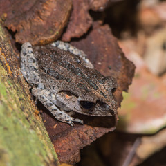 Naklejka premium Gray glossy frog with dark back sitting on the ledge (Indonesia)