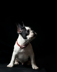 Puppy of french bulldog on black background