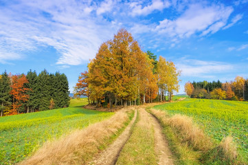 Elbsandsteingebirge Wanderweg - hiking track in Elbe Sandstone Mountains