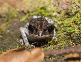 Grey frog sitting with a dark back from the front on the green moss covered stone (Indonesia)