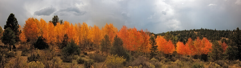 Obraz na płótnie Canvas Fall Foliage Colorado