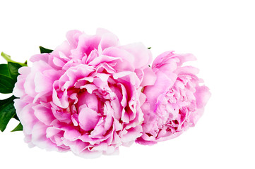 The pink peony on white background