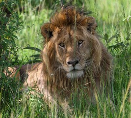 Plakat Lion in Africa