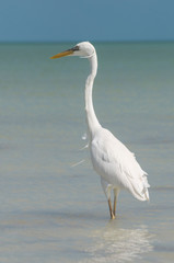 Great white egret looking out to sea