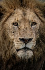 Lion in Africa