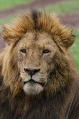 Obraz na płótnie Canvas Lion in Africa