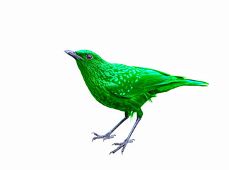 Colorful bird isolated on white background, green bird.