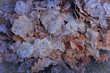 The winter is coming! Beautiful leaves covered with white frost