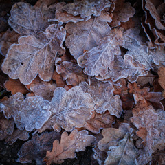 The winter is coming! Beautiful leaves covered with white frost