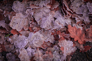 The winter is coming! Beautiful leaves covered with white frost