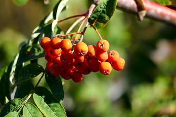 Rowan berries on a blurred background.