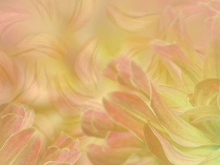flower petals on a  blurred pink-yellow colorful background. floral composition. floral background.  Nature.