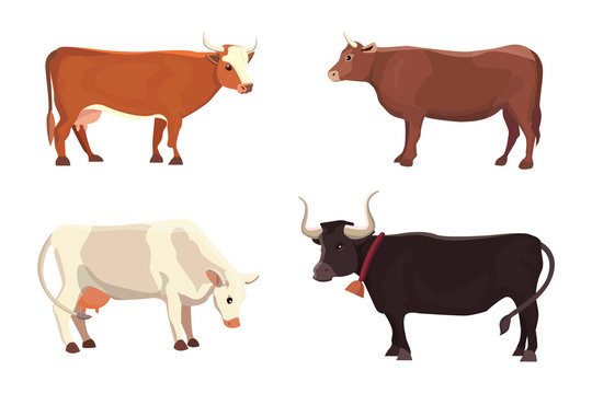 different cows, isolated Vector illustration. Mammal funny animals. Set milk cow