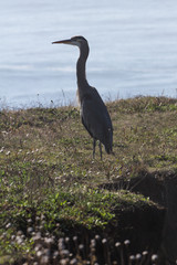 great blue heron