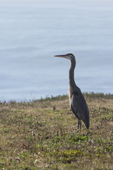 great blue heron