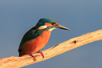 Eisvogel auf totem Ast