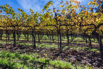 Autumn vineyard in Napa Valley