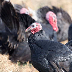 farm turkeys outdoors