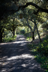 Naklejka premium oak trees in California