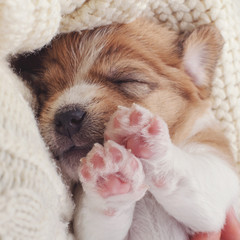 Baby dog sleeping sweet. Cute puppy asleep on soft cozy wool knitted sweater