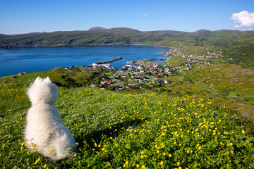 A samojed dog admiring the view