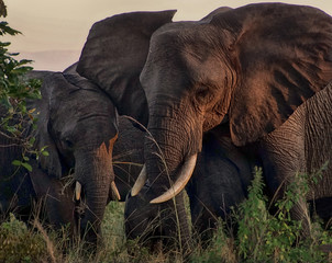 Kleine Elefantenfamilie im Abendlicht
